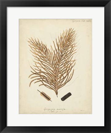 Framed Coral Collection III Print