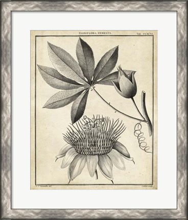 Framed Passiflora II Print