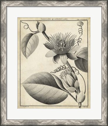 Framed Passiflora IV Print