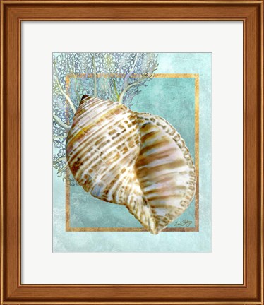 Framed Turban Shell and Coral Print