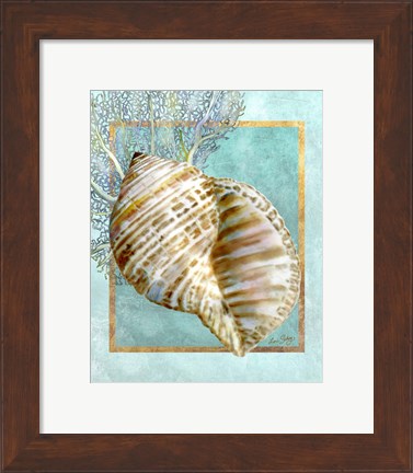 Framed Turban Shell and Coral Print