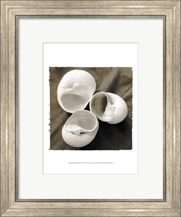 Framed Equalized Shell Trio I Print