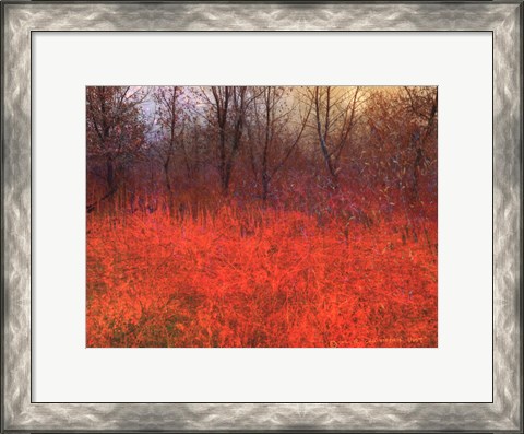 Framed Red Grass I Print