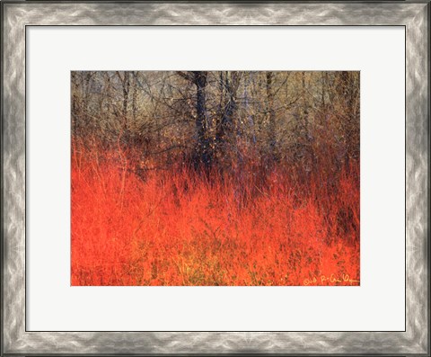 Framed Red Grass II Print