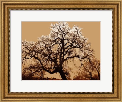 Framed Oak Tree on Tope Print