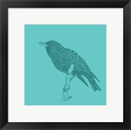 Framed Starling Print