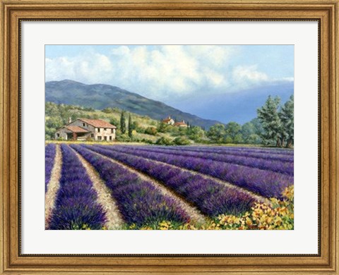 Framed Fields Of Lavender Print