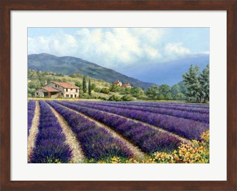 Framed Fields Of Lavender Print