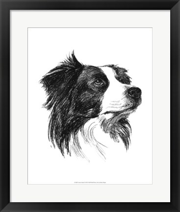 Framed Canine Study I Print