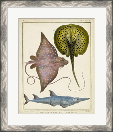 Framed Antique Rays &amp; Fish II Print