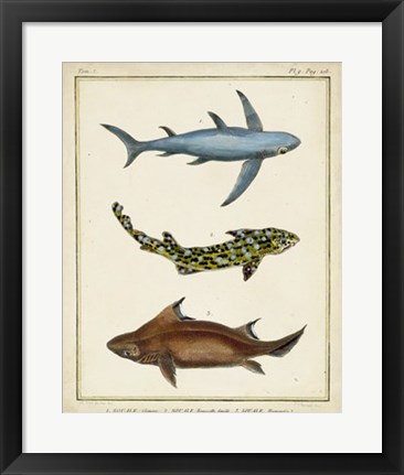 Framed Antique Rays &amp; Fish III Print