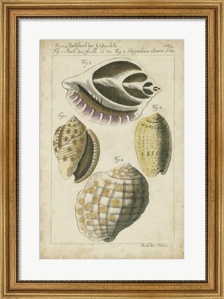 Framed Vintage Shell Study I Print