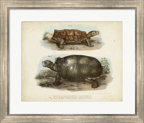 Framed Antique Turtle Pair I Print