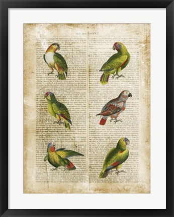 Framed Antiquarian Parrots II Print