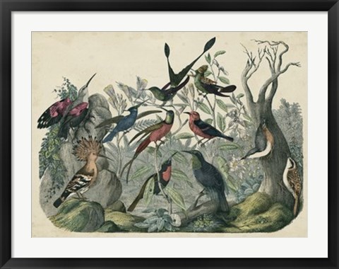 Framed Habitat for Birds Print