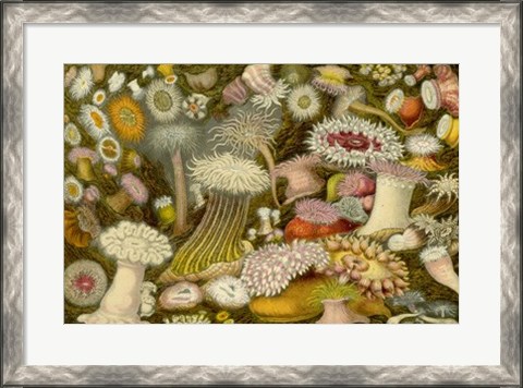 Framed Sea Anemone Panorama Print