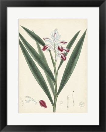 Framed Splendors of Botany XI Print