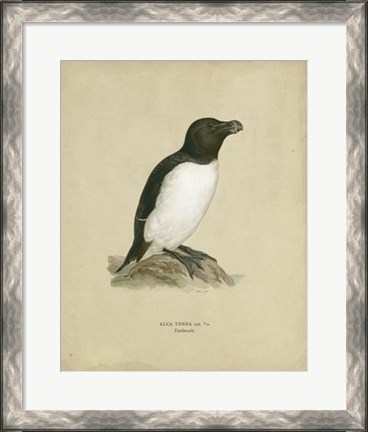 Framed Antique Penguin I Print