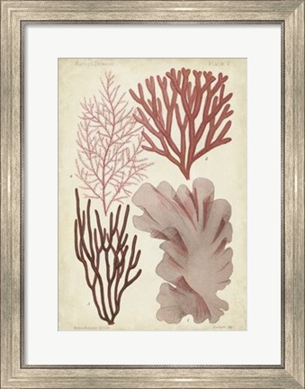 Framed Seaweed Specimen in Coral III Print