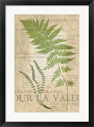 Framed Fern Folio II Print