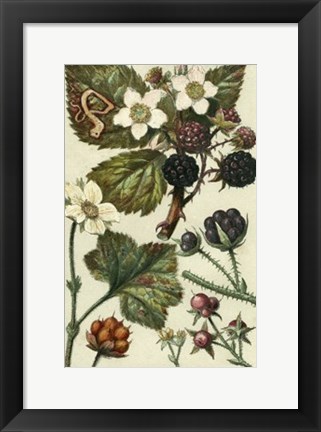 Framed Fruits &amp; Foliage VI Print