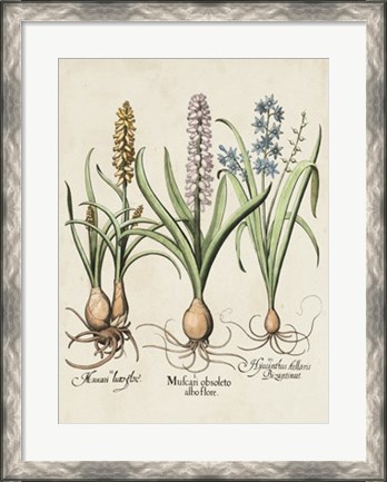 Framed Besler Hyacinth II Print