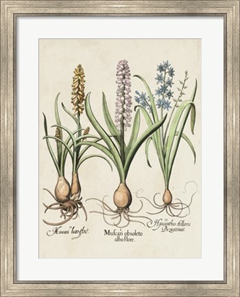 Framed Besler Hyacinth II Print