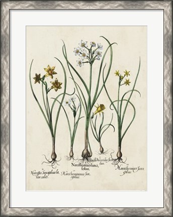 Framed Besler Narcissus II Print