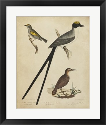 Framed Bonapart Birds III Print