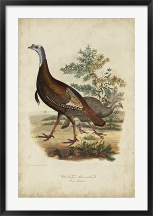 Framed Wild Turkey Print