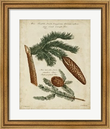 Framed Antique Conifers III Print