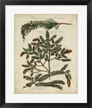 Framed Antique Conifers IV Print