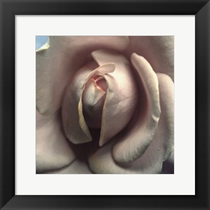 Framed Blushing Rose II Print