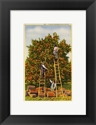 Framed Picking Oranges in California, Vintage Post Card Print