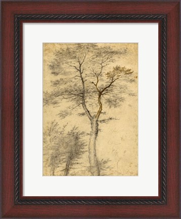 Framed Three Studies of Trees Print