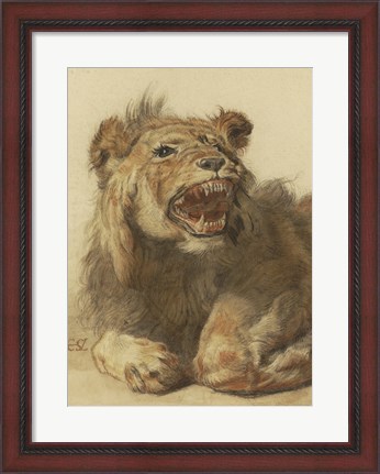 Framed Lion Snarling Print