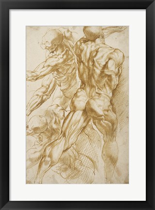 Framed Anatomical Studies Print