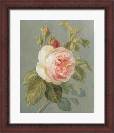 Framed Heirloom Pink Rose Print