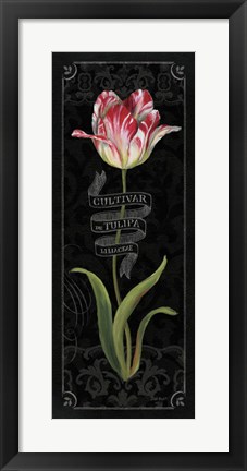 Framed Tulipa Botanica III Print