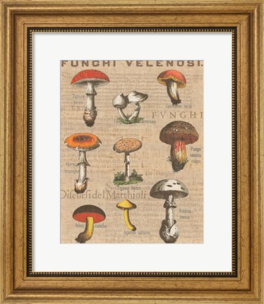 Framed Funghi Velenosi I Print