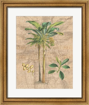 Framed Palm Study I Print