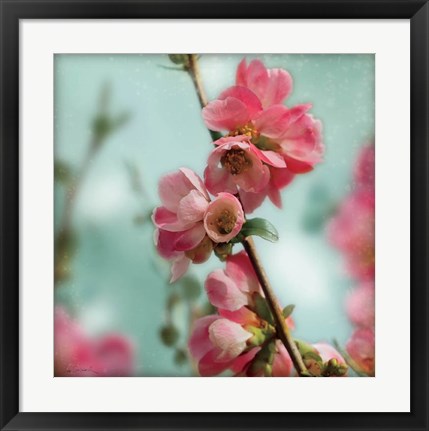 Framed Quince Blossoms III Print