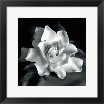 Framed Gardenia Print