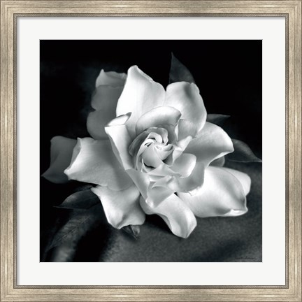 Framed Gardenia Print