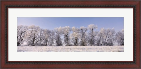 Framed Cottonwood trees covered with snow, Lower Klamath Lake, Siskiyou County, California, USA Print