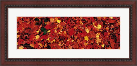 Framed Autumn Leaves Great Smoky Mountains National Park NC USA Print