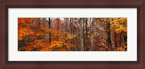 Framed Autumn trees in Great Smoky Mountains National Park, North Carolina, USA Print