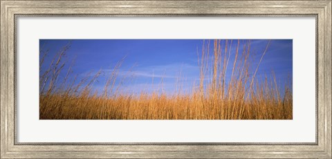 Framed Grass in a field, Marion County, Illinois, USA Print
