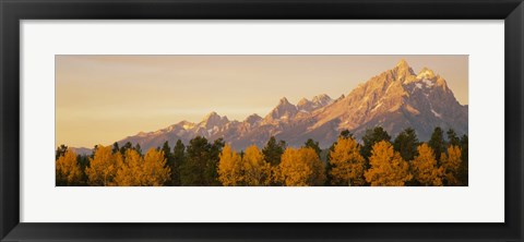 Framed Aspen trees on a mountainside, Grand Teton, Teton Range, Grand Teton National Park, Wyoming, USA Print