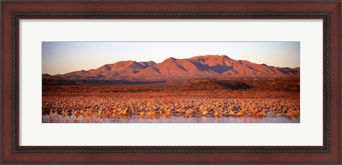 Framed Sandhill Crane, Bosque Del Apache, New Mexico, USA Print